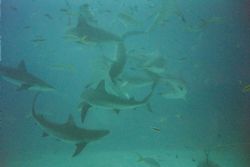 Bahamas and still no cage.  At 35 feet with a Reef Master by Greg Smith 